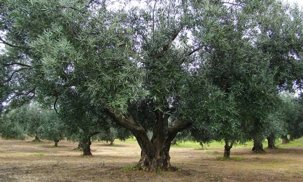 Επιχείρηση «σώστε τα υπεραιωνόβια ελαιόδεντρα» στις Κυκλάδες